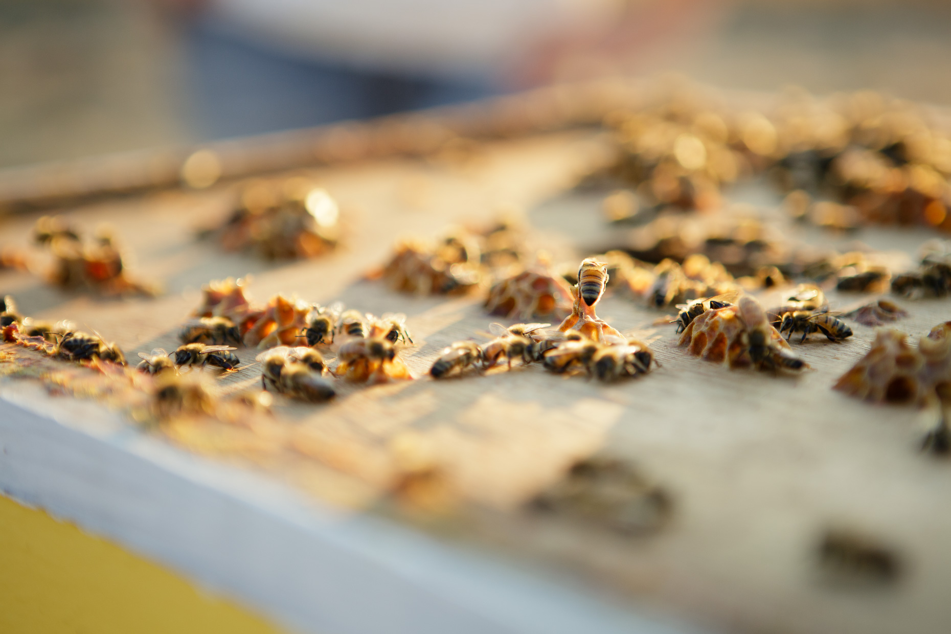 003_BeeGirl2015__091