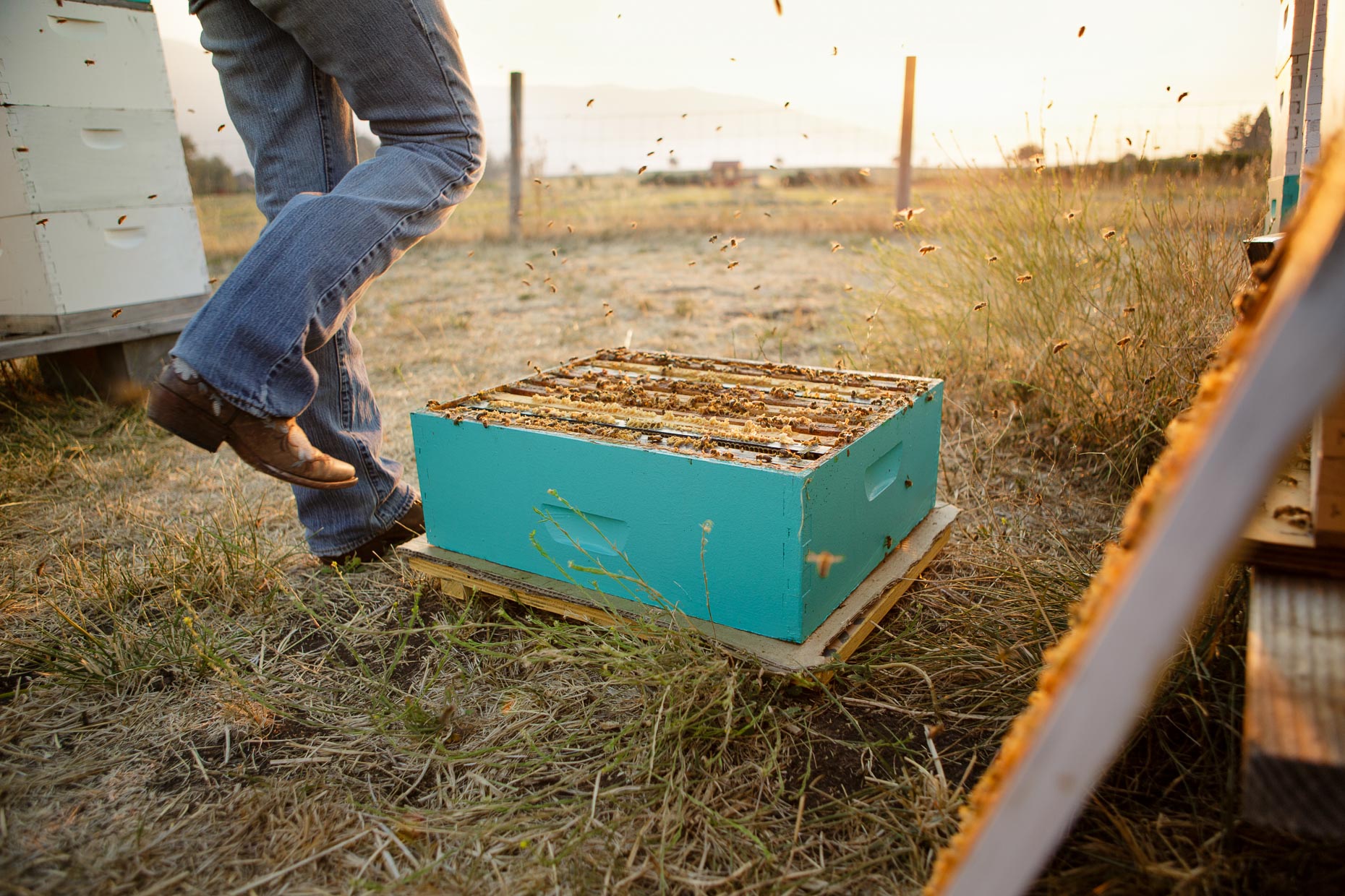 016_BeeGirl2015__139