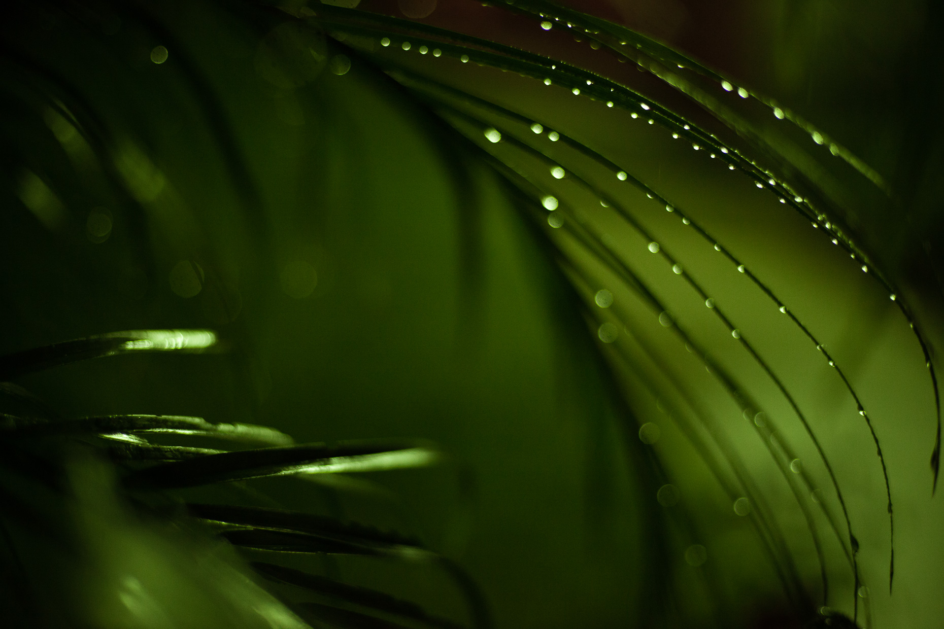 nocturne_test_004